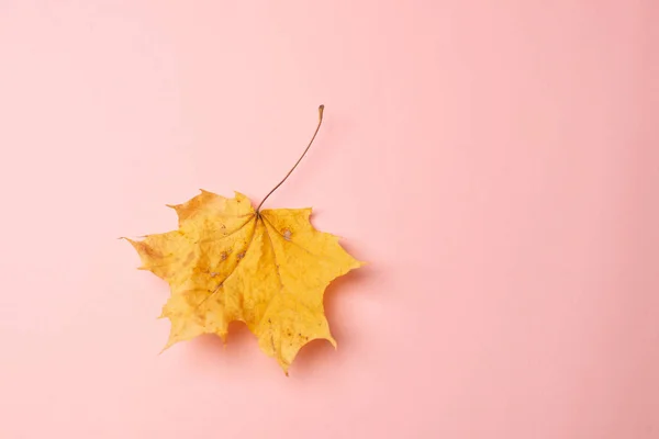Осенний Кленовый Лист Розовом Фоне — стоковое фото