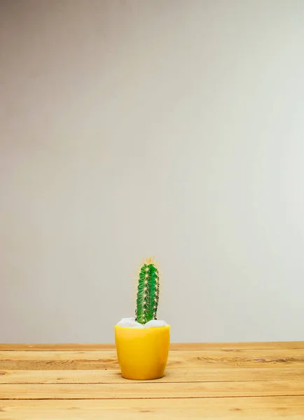 Close Zicht Mooie Groene Huisplant Gele Pot Grijze Achtergrond — Stockfoto