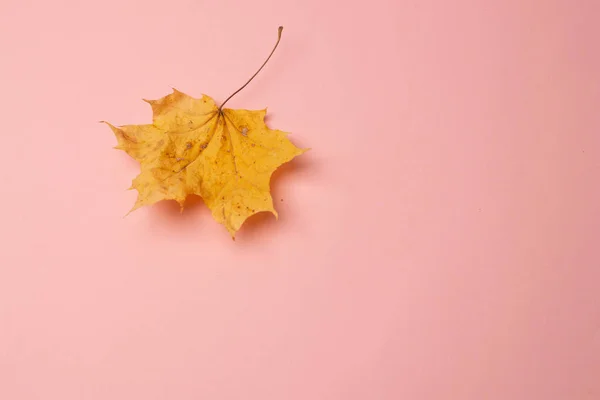 Осенний Кленовый Лист Розовом Фоне — стоковое фото
