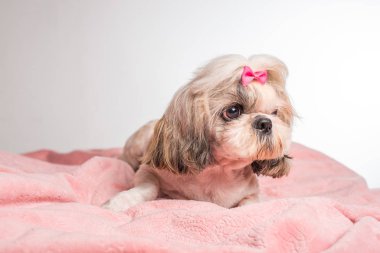 Şirin shih tzu köpeğinin beyaz arka planda pembe ekose üzerinde yatışı yakın plan görüntüsü 