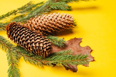 Köknar ağacı dalı, çam kozalakları ve sarı arka planda kuru sonbahar yaprağı   
