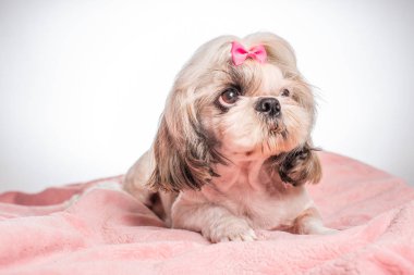Beyaz arka planda pembe ekose üzerinde uzanan sevimli shih tzu köpeğinin yakın plan görüntüsü