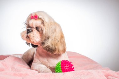 Beyaz arka planda pembe ekoseli sevimli shih tzu köpeğinin yakın plan görüntüsü.