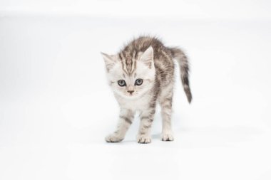 Beyaz arka planda sevimli gri tüylü kedi yavrusunun yakın plan görüntüsü 