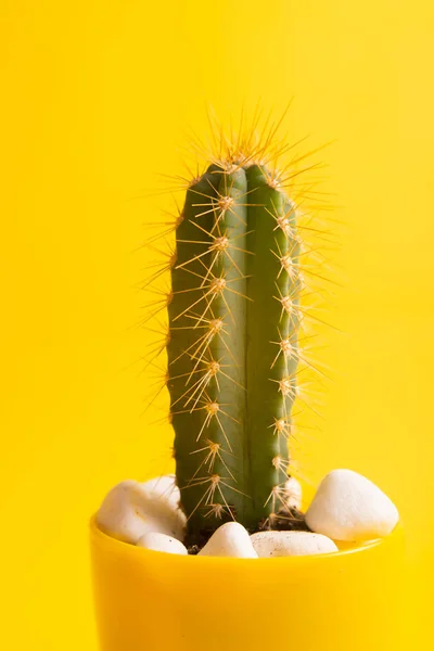 Close Zicht Groene Cactus Gele Pot Heldergele Achtergrond — Stockfoto