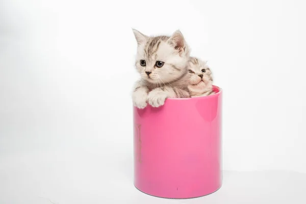 Αξιολάτρευτο Γκρι Γατάκια Κάθεται Ροζ Κουτί — Φωτογραφία Αρχείου