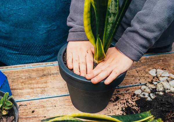 Recortado Tiro Personas Trasplantando Planta Casa Nueva Olla — Foto de Stock