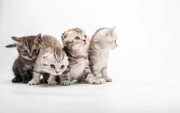 Vista Cerca Gatitos Adorables Sentados Juntos Sobre Fondo Blanco — Foto de Stock