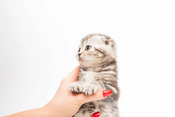 Sevimli Gri Tüylü Kedi Yavrusunu Tutan Bir Kadının Kırpılmış Görüntüsü — Stok fotoğraf