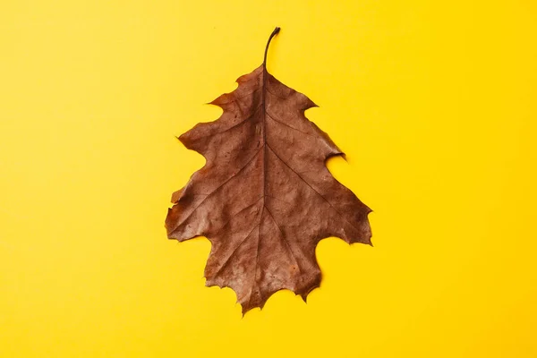 Крупный План Сухого Осеннего Кленового Листа Желтом Фоне — стоковое фото