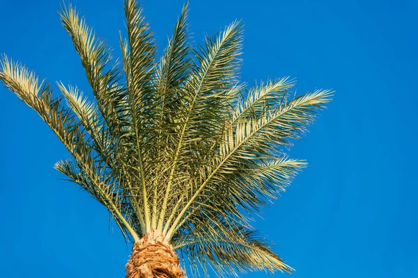 Krásná Tropická Zelená Palma Proti Modré Obloze — Stock fotografie