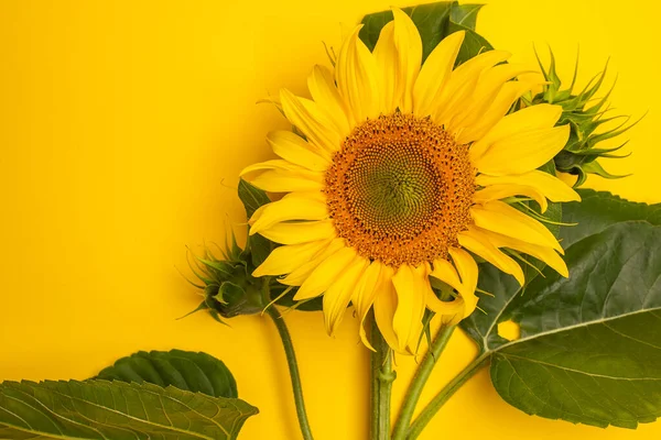 Nahaufnahme Der Schönen Gelben Sonnenblume Auf Gelbem Hintergrund — Stockfoto