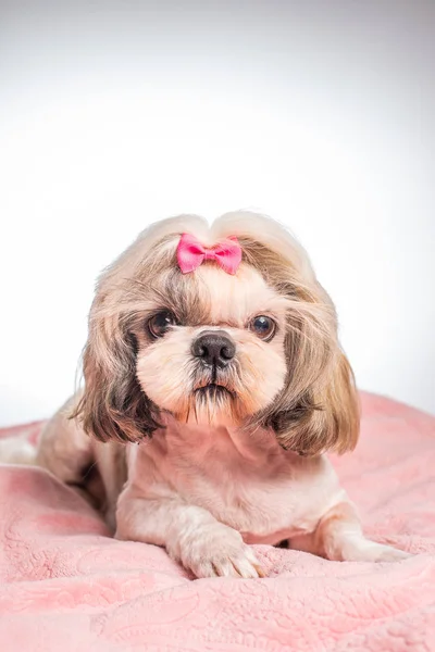 Vista Ravvicinata Bello Shih Tzu Cane Sdraiato Plaid Rosa Con — Foto Stock