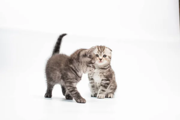 Adorables Gatitos Grises Esponjosos Sobre Fondo Blanco — Foto de Stock