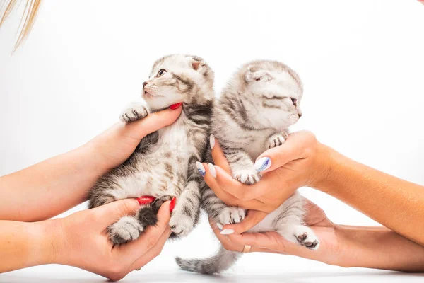 Recortado Tiro Las Mujeres Celebración Adorable Gris Esponjoso Gatitos — Foto de Stock