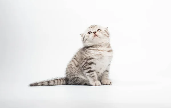 Nahaufnahme Der Niedlichen Grauen Miezekatze Sitzend Und Aufblickend — Stockfoto