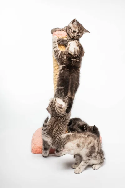 Adorable Gris Activo Esponjoso Gatitos Jugando Juntos — Foto de Stock