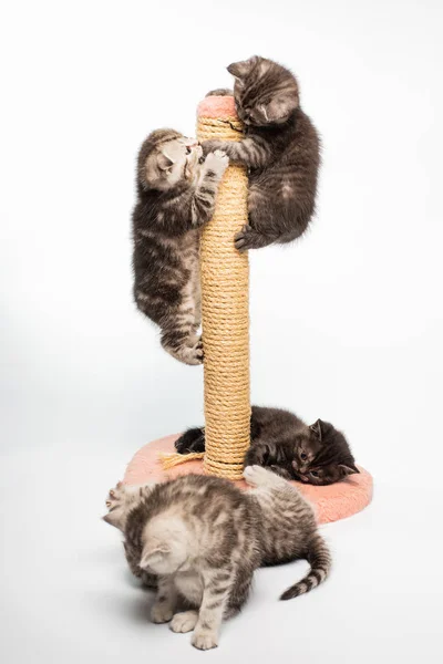 Close View Van Schattige Actieve Pluizige Kittens Die Samen Spelen — Stockfoto