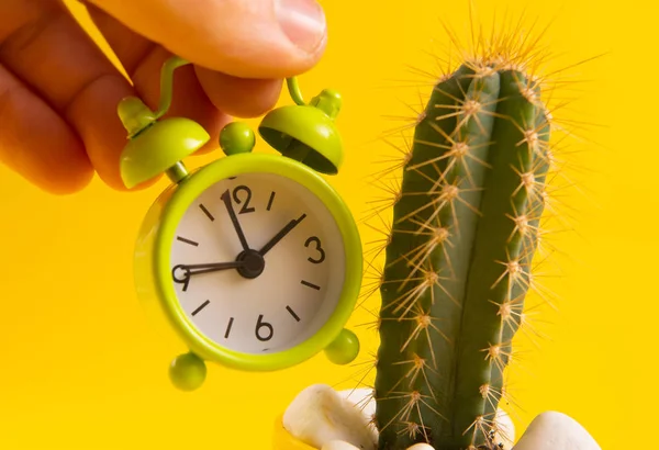cropped shot of person holding alarm clock near cactus on yellow background