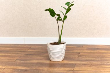 beautiful green houseplant in white pot on wooden floor at home