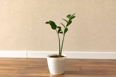 beautiful green houseplant in pot on wooden floor at home