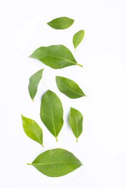 Beyaz arkaplanda taze yeşil yaprakların bileşimi