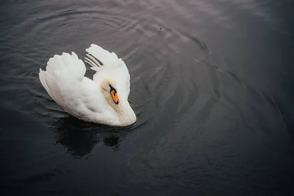 Beau Cygne Blanc Nageant Sur Lac Hiver — Photo