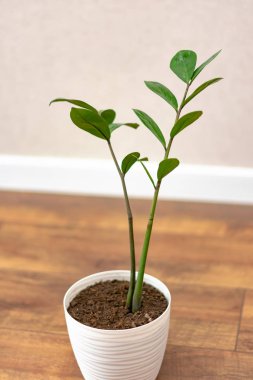 beautiful green houseplant in white pot on wooden floor at home