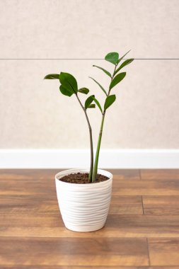 close-up view of beautiful green houseplant in pot on wooden floor at home