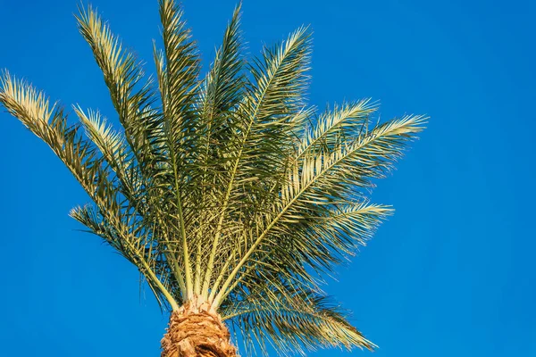 Mooie Tropische Groene Palmboom Tegen Blauwe Lucht — Stockfoto