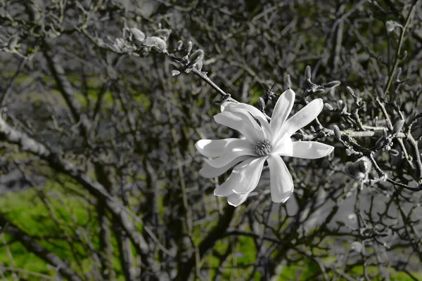 Чиста біла квітка магнолії взимку, цвіте зірка магнолії — стокове фото