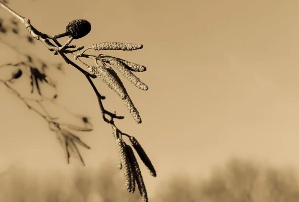 Huzurlu Bir Kış Sabahı Dalların Üzerinde Selvi Tohumu Kabukları Seçici — Stok fotoğraf