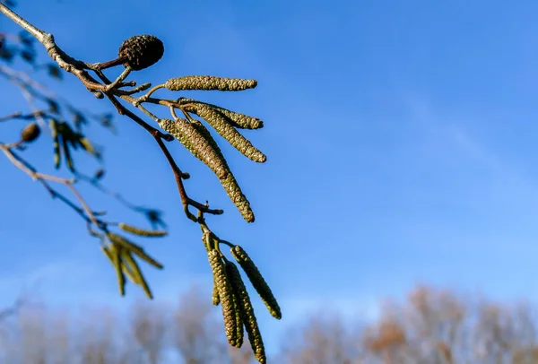 Zypressensaatschoten Zweigen Einem Ruhigen Wintermorgen Selektive Fokussierung — Stockfoto