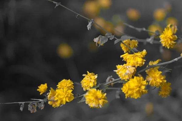 Японская Желтая Роза Kerria Japonica Двойной Цветок Помпон Великолепный Расцвет — стоковое фото