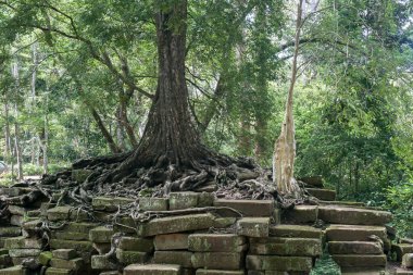 Centennial tree on the ruins of the Angkor temples, Siem Reap, Cambodia