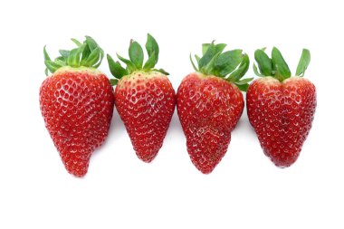 Eski ve çok sevilen Fransız gariguette çileklerinin değişik boyutları ve şekilleri mevsimin başlarında tatlı ve aromatik meyvelerle.