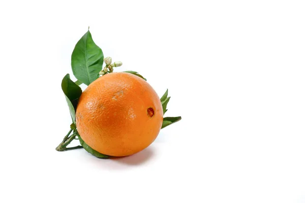 Très Savoureux Juteux Fraîchement Cueillis Moro Oranges Sanguines Sicile Aux — Photo