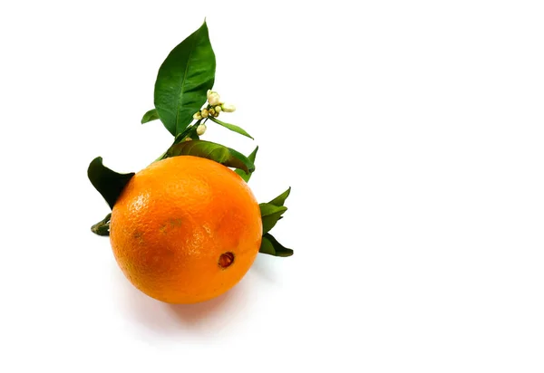Zeer Smakelijk Sappig Vers Geplukt Moro Blood Sinaasappels Uit Sicilië — Stockfoto