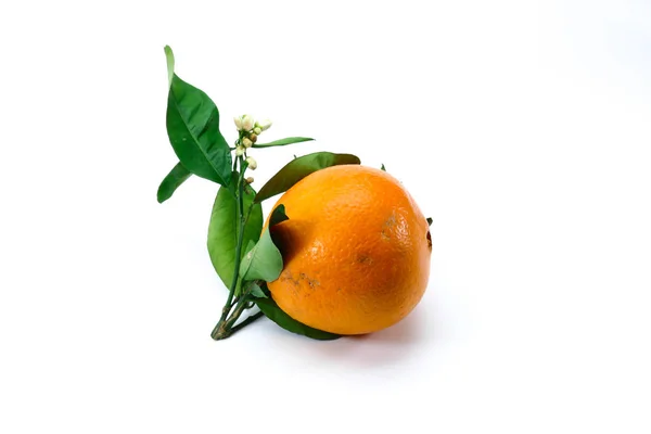 Muy Sabroso Jugoso Recién Recogido Moro Naranjas Sangre Sicilia Con — Foto de Stock