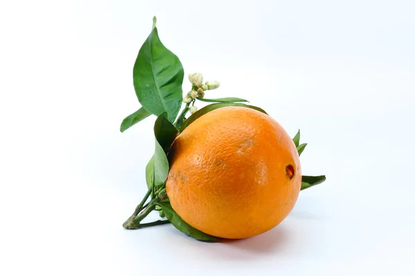 Zeer Smakelijk Sappig Vers Geplukt Moro Blood Sinaasappels Uit Sicilië — Stockfoto