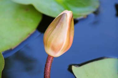 Pembe Nymphaea 'ya ya da göldeki su zambağı tomurcuğuna yakın çekim.