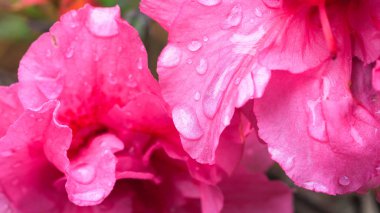 Kışın yemyeşil Azalea çiçeğine yakın..