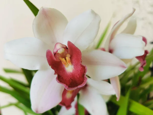 Closeup Orchid Flowers Blooming Winter — 스톡 사진