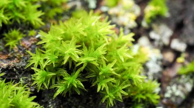 Nadir bulunan yeşil yosunlardan oluşan güzel bir grubun ağaç gövdesindeki aşırı yakın çekimi, seçici bir odaklanma. Arkaplan kavramı.