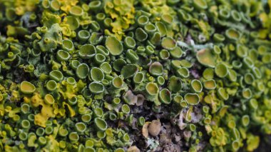Nadir bulunan yeşil yosunlardan oluşan güzel bir grubun ağaç gövdesindeki aşırı yakın çekimi, seçici bir odaklanma. Arkaplan kavramı.