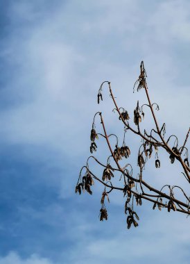 Mavi gökyüzüne karşı kışın tohum kabuklarıyla çıplak ağaç