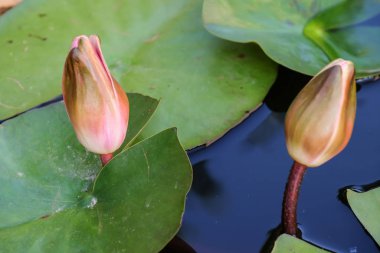 Pembe Nymphaea 'ya ya da göldeki su zambağı tomurcuğuna yakın çekim.