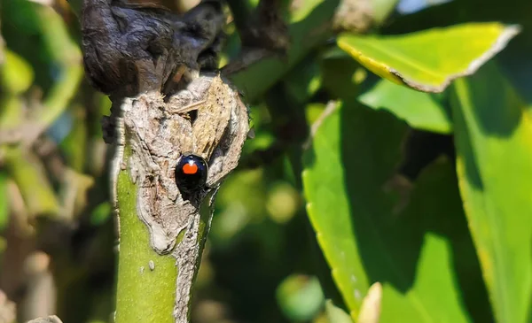 Extreme Close Zicht Een Zeer Jonge Lieveheersbeestje Lieveheersbeestje Een Boomstam — Stockfoto