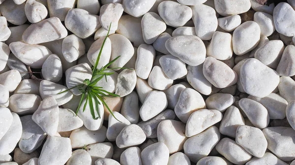 Closeup white pebbles texture with grass or weeds. Background with free space for text.