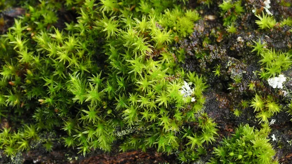 Extrême Gros Plan Beau Groupe Mousse Verte Décorative Rare Sur — Photo